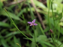 Nilgiri Canscora (Canscora bhatiana)