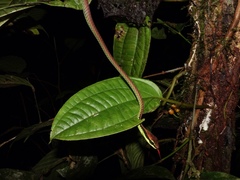 Dendrelaphis formosus