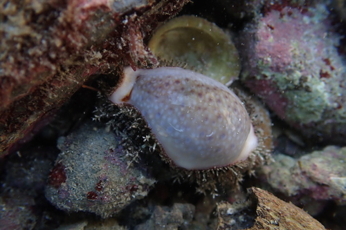 Cypraea boivinii, 2026-05-17