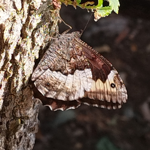 Woodland Grayling