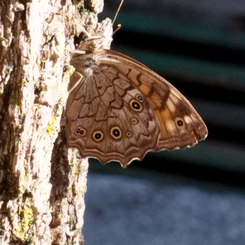 Lattice brown