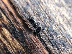 Platylomalus aequalis