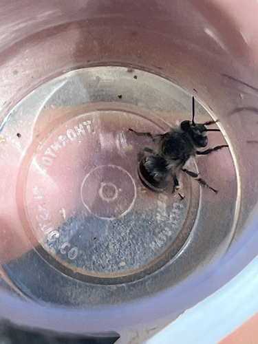 iNaturalist observation photo of Common Digger Bees