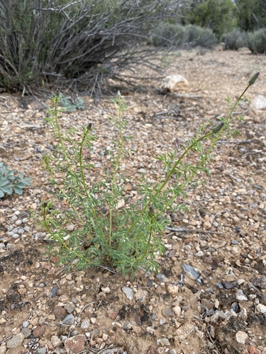 Searls' prairie clover (Dalea searlsiae)