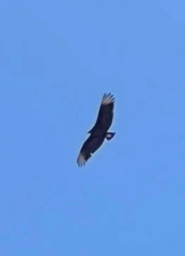 Black Vulture observed by adrian-nature