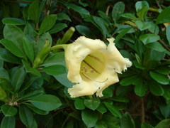 Solandra maxima