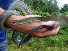 Coelognathus flavolineatus