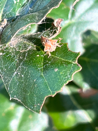 iNaturalist observation photo of Typical Treehoppers