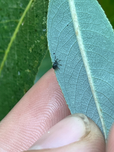 iNaturalist observation photo of Snout and Bark Beetles