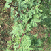 Acacia farnesiana