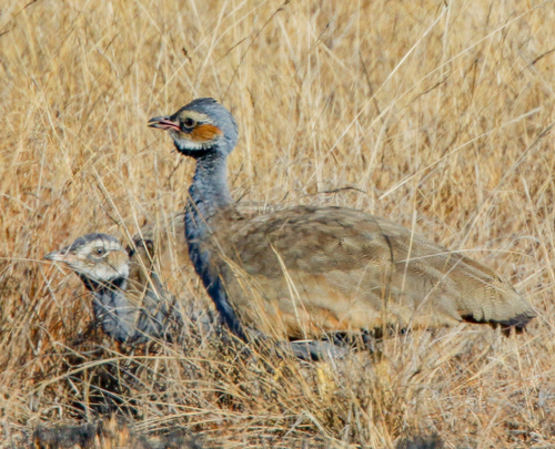iNaturalist image