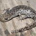 Ambystoma mabeei - Photo (c) Kevin Hutcheson,  זכויות יוצרים חלקיות (CC BY-NC), uploaded by Kevin Hutcheson