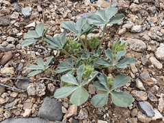Pediomelum castoreum