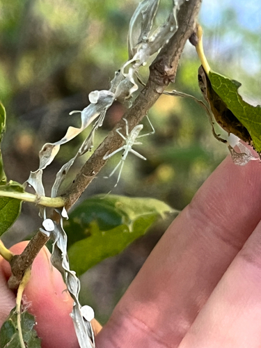 iNaturalist observation photo of Four-spurred Assassin Bug