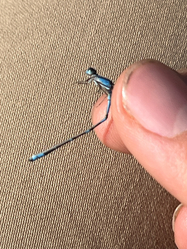iNaturalist observation photo of Bluets