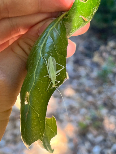 iNaturalist observation photo of Common Tree Crickets