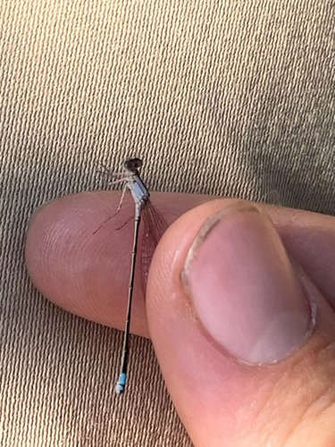 iNaturalist observation photo of Pacific Forktail