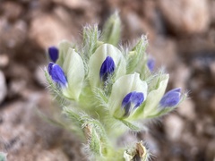 Pediomelum castoreum