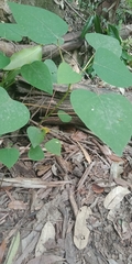 Homalanthus populifolius