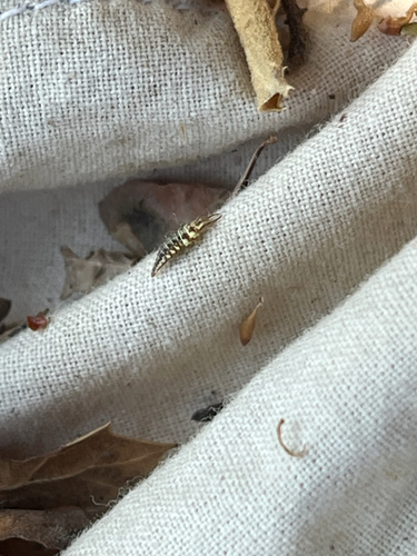iNaturalist observation photo of Green Lacewings