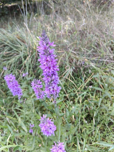 purple loosestrife