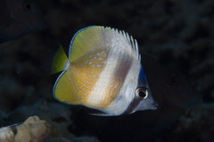 Chaetodon kleinii