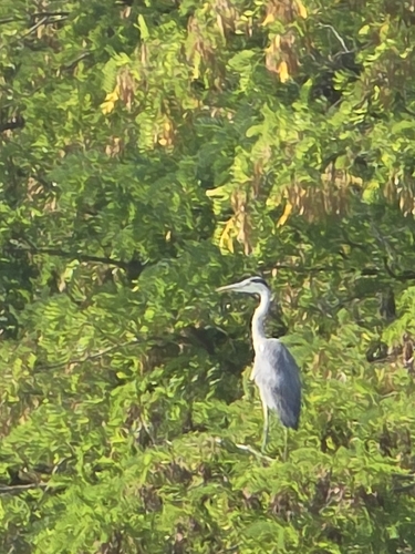 Grey Heron