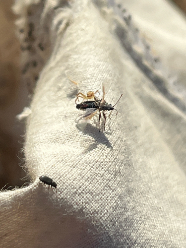 iNaturalist observation photo of True Bugs, Hoppers, Aphids, and allies