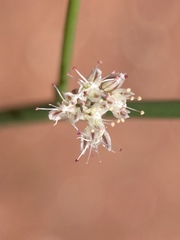 Eriogonum exaltatum