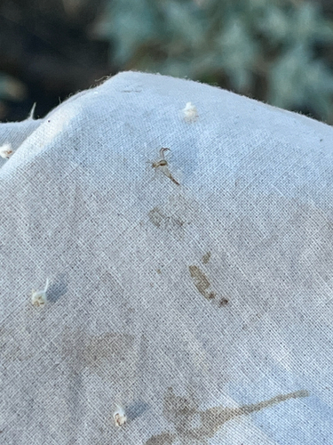 iNaturalist observation photo of Crab Spiders