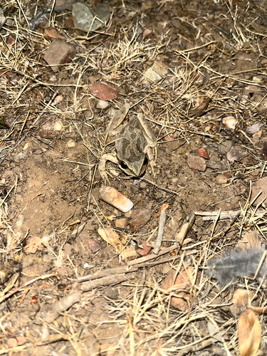 iNaturalist observation photo of Pacific chorus frog