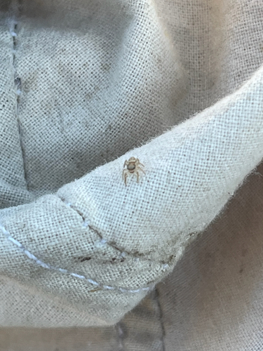iNaturalist observation photo of Typical Jumping Spiders