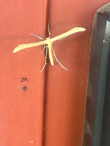 iNaturalist observation photo of Hellinsia