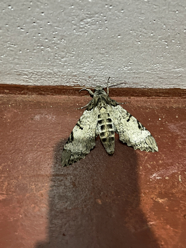 Tetrio Sphinx