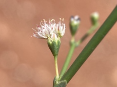 Eriogonum exaltatum