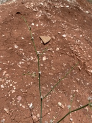 Eriogonum exaltatum
