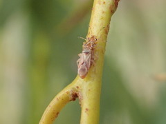 Thaumastocoris peregrinus