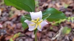 Trillium catesbaei