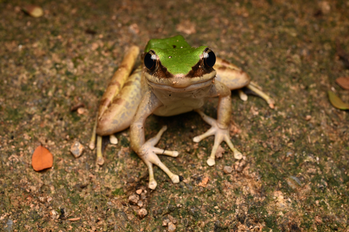 Longtoushan Large Odorous Frog