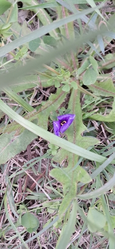 Herbertia lahue