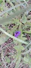 Herbertia lahue