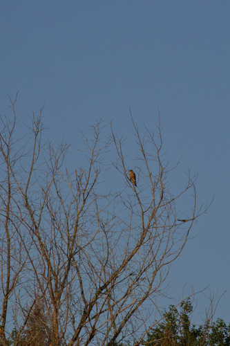 Merlin observed by michaeladd