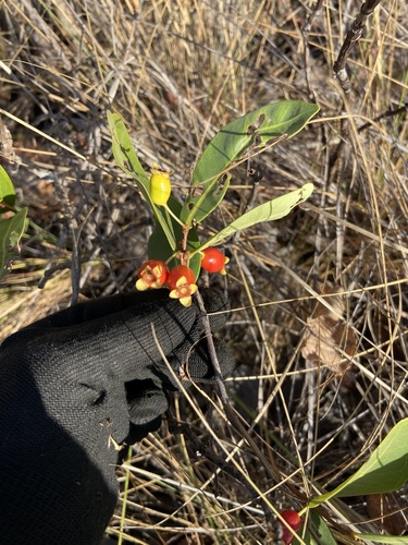 Eugenia punicifolia, 2026-08-12