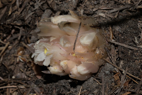 Hemitomes congestum, photograph 4