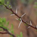 Acacia horrida