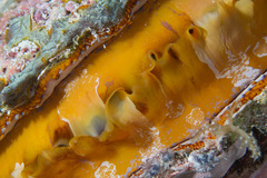 Spondylus varius