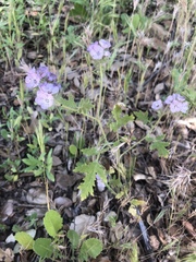 Phacelia cicutaria hispida