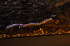 Proteus anguinus