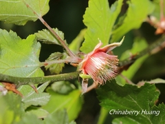 Rubus taitoensis