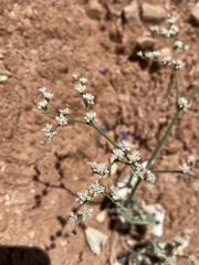 Eriogonum exaltatum